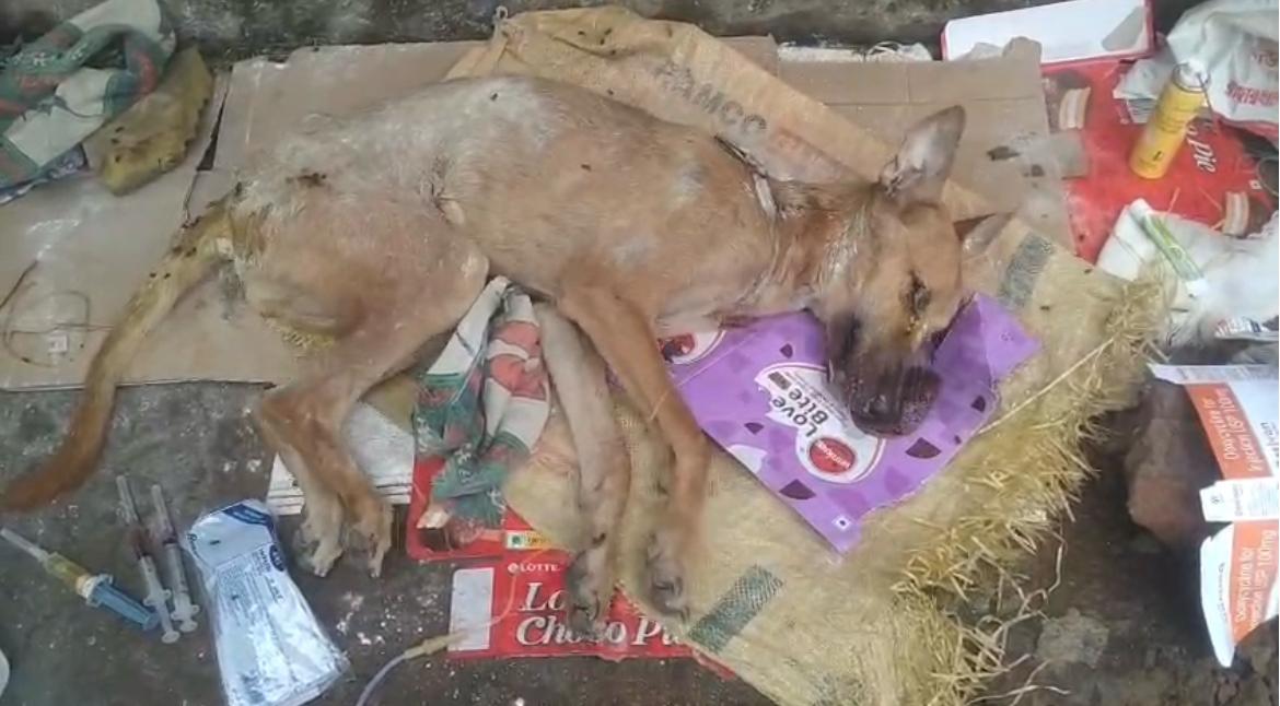 Donation appeal for distemper kid
