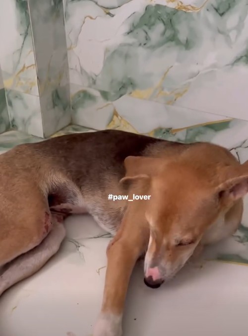 Lab test result of Jilipi (rescued paralysed dog from Dashadrone)