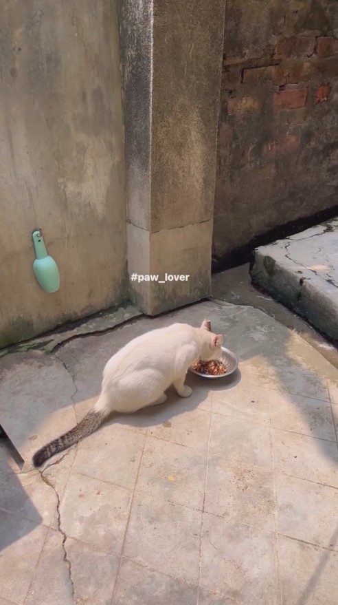 You can Care for Community Cats without Adopting