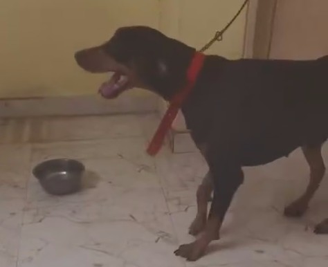 Urgent adoption appeal for Russel 🐾