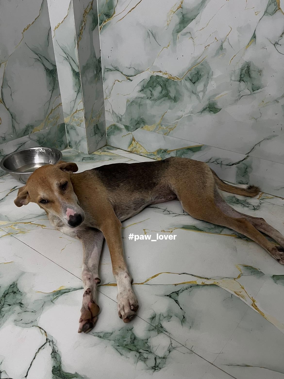 Update of Jilipi